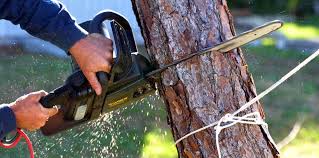 How Our Tree Care Process Works  in  Beech Mountain Lakes, PA