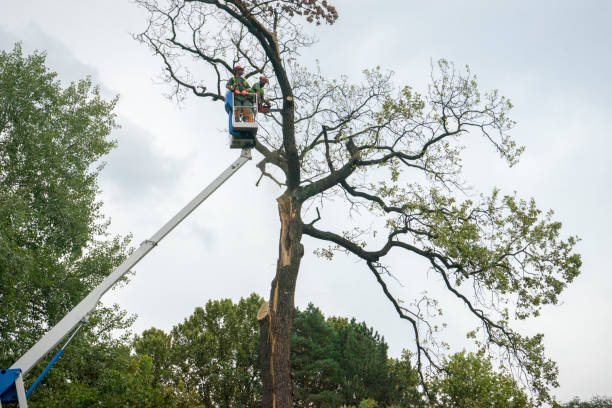 Pest Control for Lawns in Beech Mountain Lakes, PA