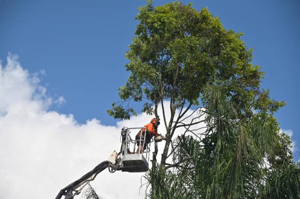 Best Lawn Renovation and Restoration  in Beech Mountain Lakes, PA