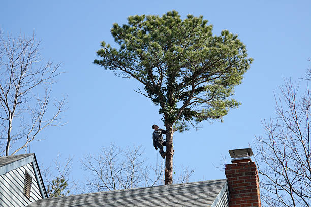Beech Mountain Lakes, PA Tree Care Company